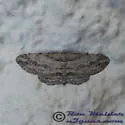 Cypress Looper - Hodges#6580 - photo 2