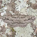 Cypress Looper - Hodges#6580 - photo 4