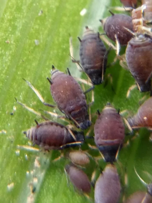 Iris Aphid - photo 2