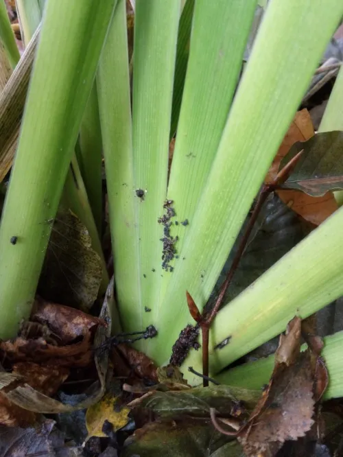 Iris Aphid - photo 3