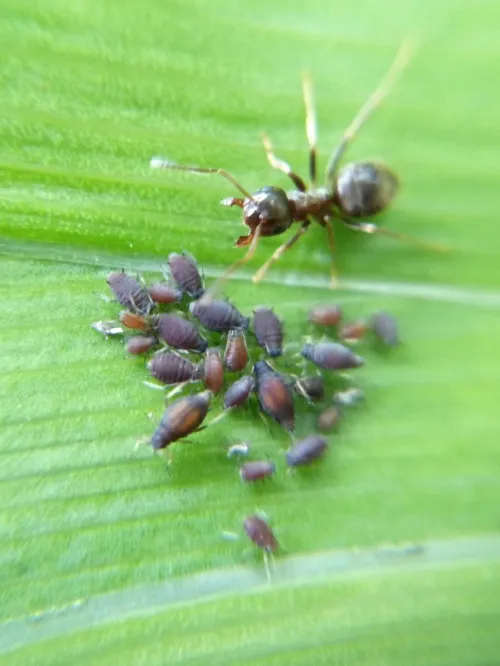 Iris Aphid - photo 4