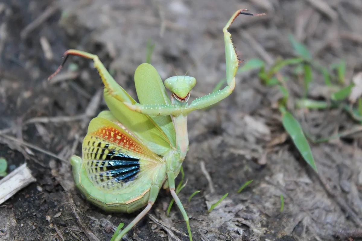 Mediterranean Mantis - photo 2