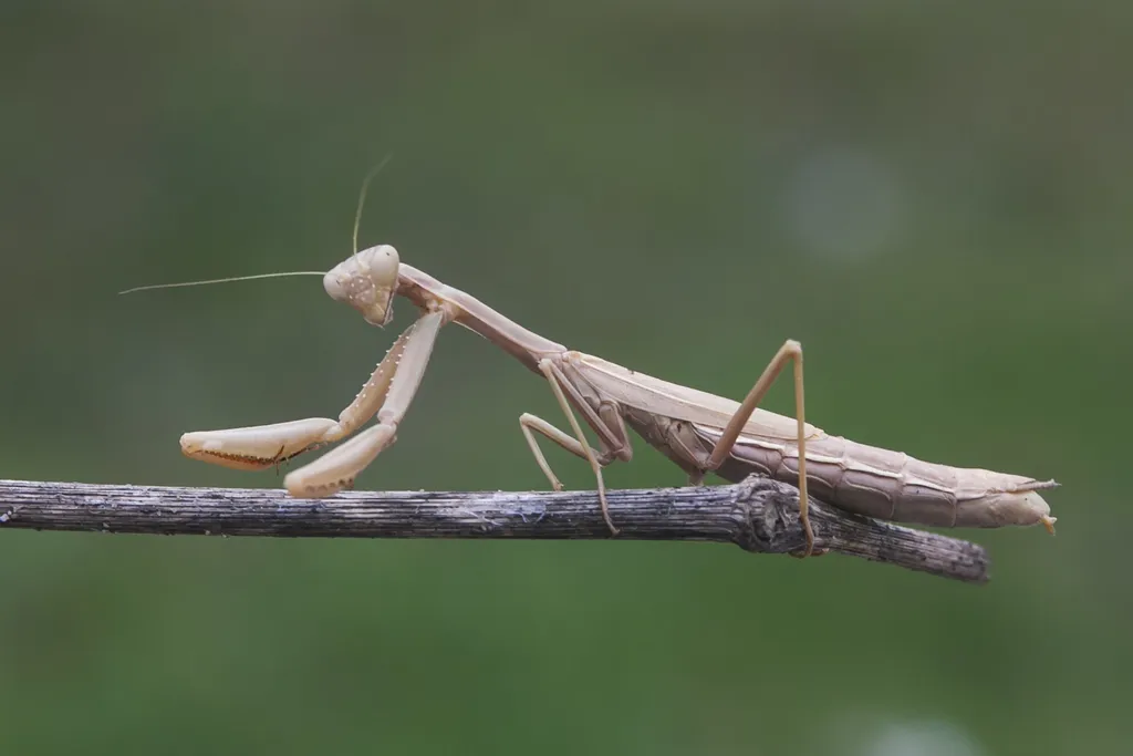 Dot-Winged Mantis - photo 2