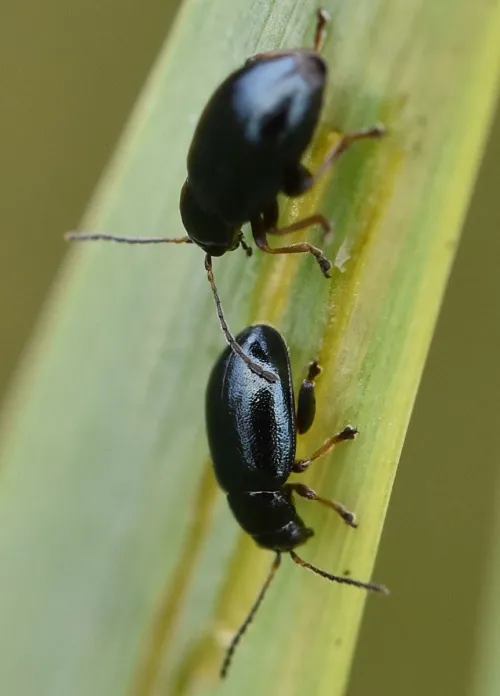 Iris Flea Beetle - Aphthona nonstriata