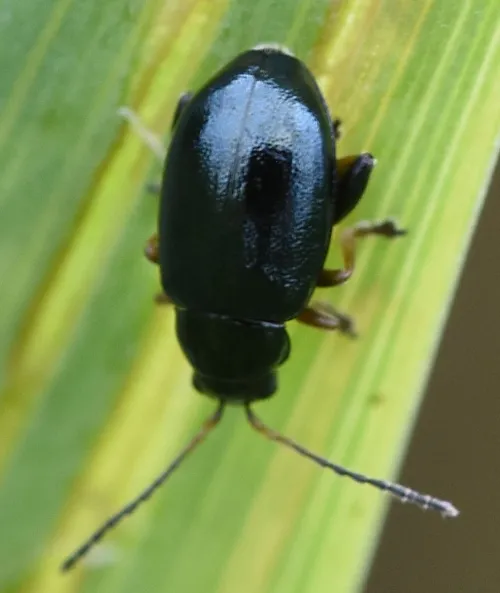 Iris Flea Beetle - photo 2