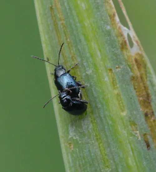Iris Flea Beetle - photo 3