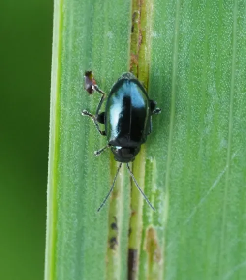 Iris Flea Beetle - photo 4