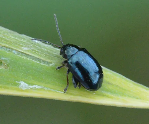 Iris Flea Beetle - photo 5