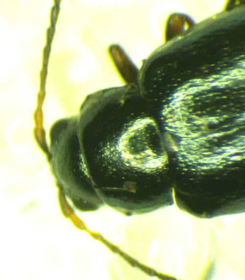 Iris Flea Beetle - photo 6