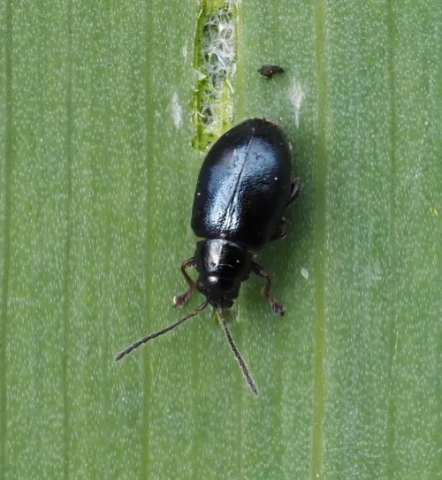 Iris Flea Beetle - photo 7