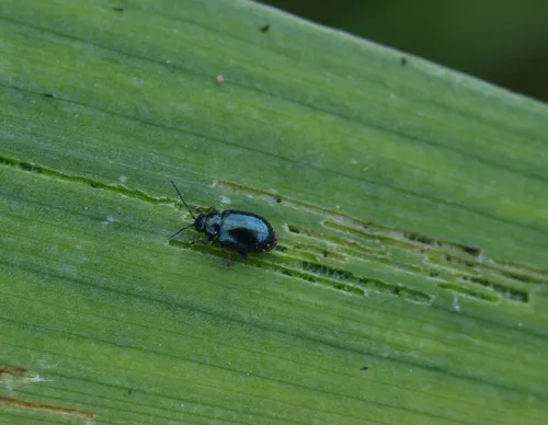 Iris Flea Beetle - photo 8