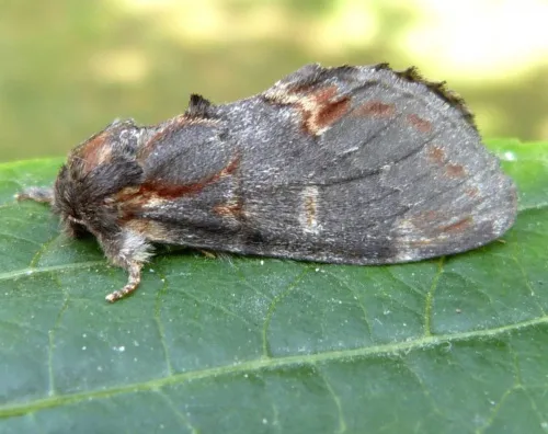 Iron Prominent