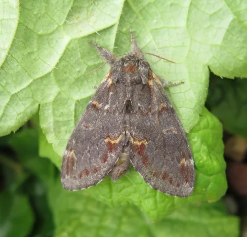 Iron Prominent - photo 2
