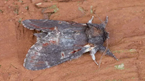 Iron Prominent - photo 3