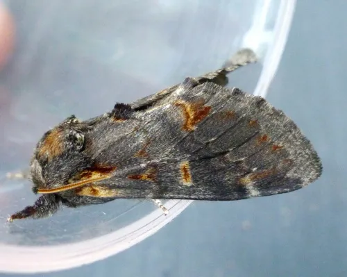 Iron Prominent - photo 4