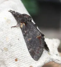 Iron Prominent - photo 5