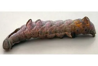 Iron Prominent - photo 6