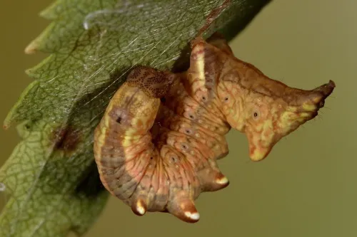 Iron Prominent - photo 7