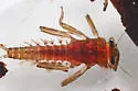 Ironodes nitidus