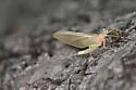 Ironodes nitidus - photo 2