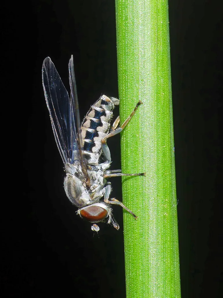 Ironic Flies - photo 2