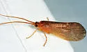 Eastern Boxed-wing Sedge - photo 4