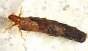 Ironoquia parvula