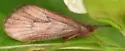 Ironoquia parvula - photo 4