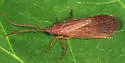 Ironoquia punctatissima