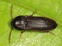 Isarthrus calceatus - photo 2
