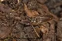Isarthrus calceatus - photo 3