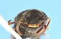 Isarthrus calceatus - photo 4