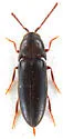 Isarthrus rufipes