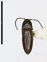 Isarthrus rufipes - photo 2