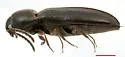 Isarthrus rufipes - photo 3
