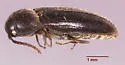Isarthrus rufipes - photo 4
