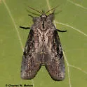 Iscadia aperta - Hodges#8980 - photo 4
