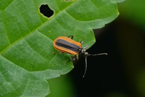 Ischalia arisana