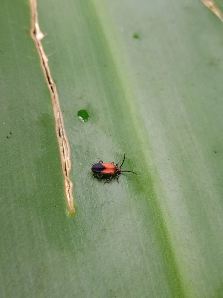 Ischalia basalis - photo 2