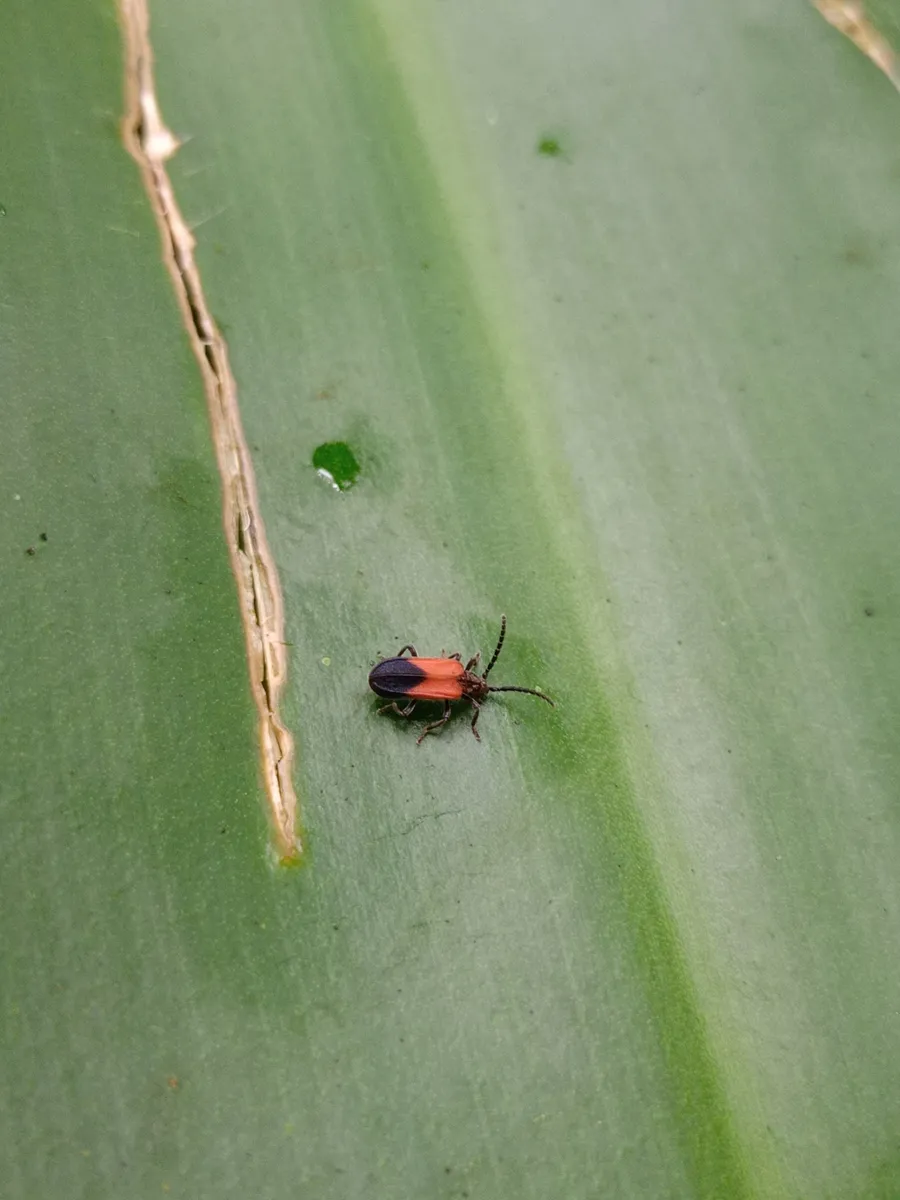 Ischalia basalis - photo 3