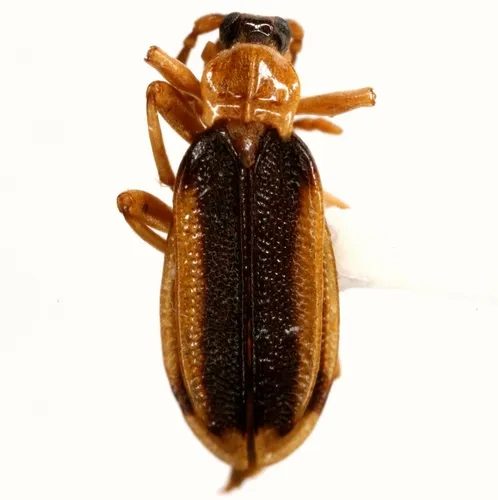 Ischalia costata - photo 2