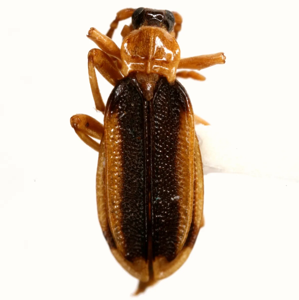 Ischalia costata - photo 3