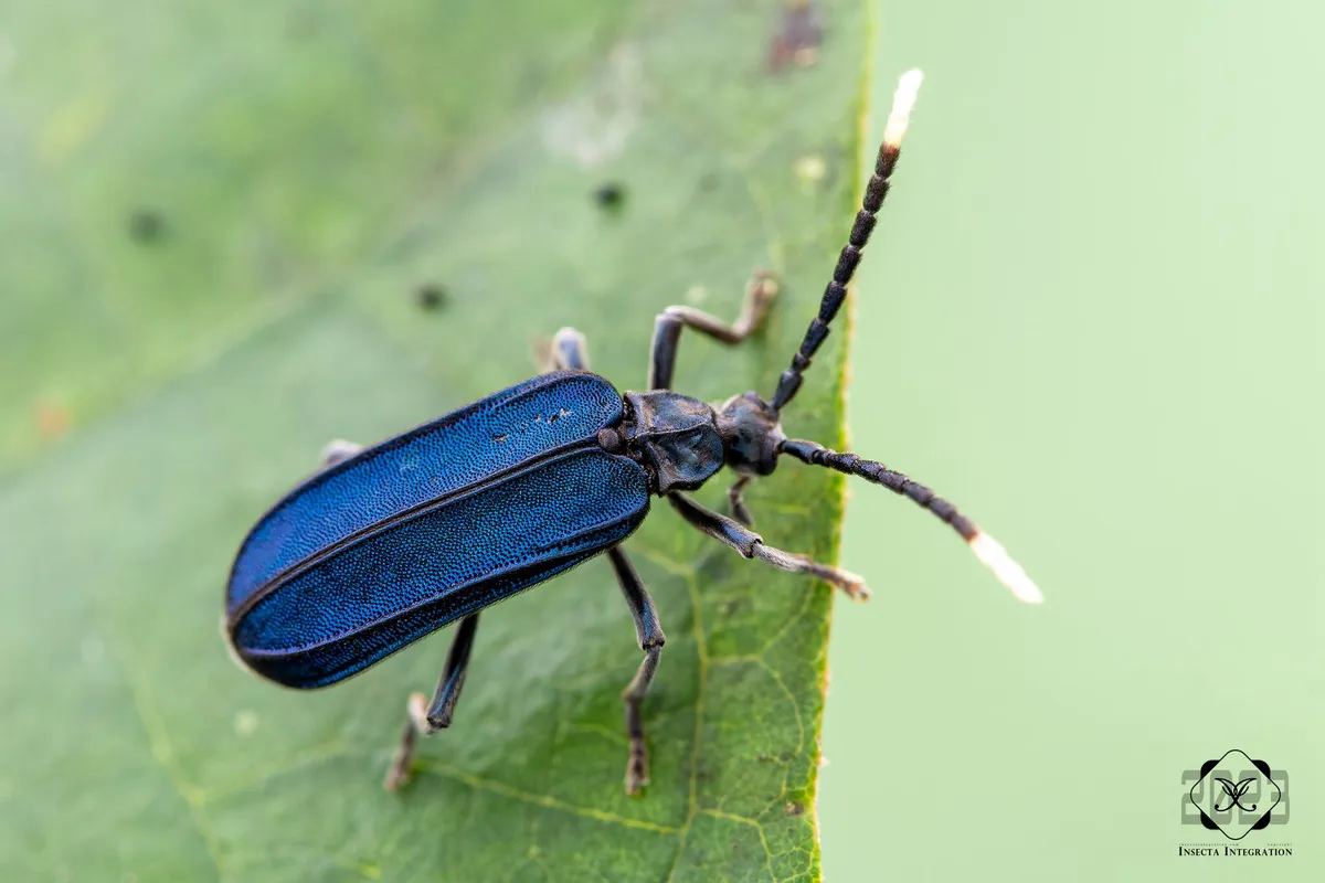 Ischalia indigacea - photo 3
