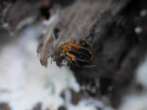 Ischalia vancouverensis