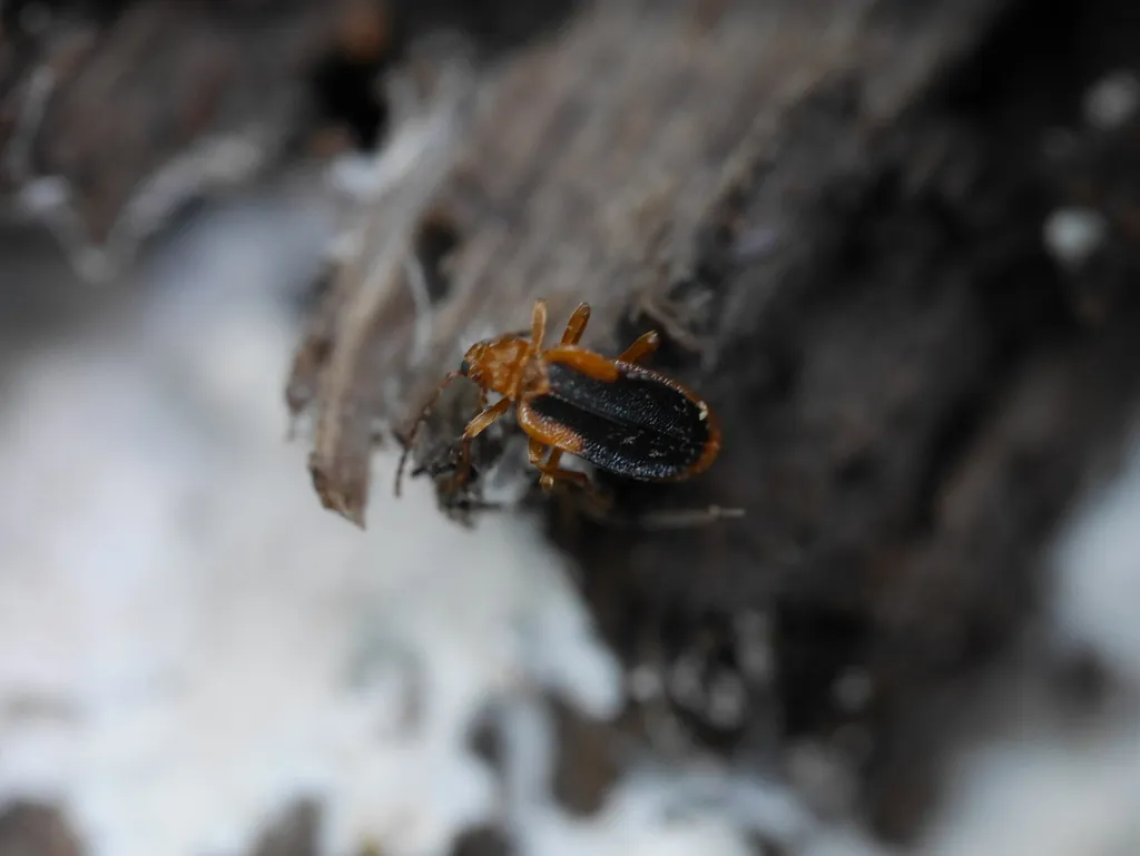Ischalia vancouverensis - photo 2
