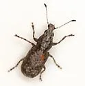 Meconemus infuscatus