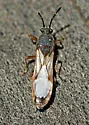 Ischnodemus brunnipennis