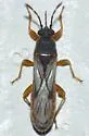 Ischnodemus brunnipennis - photo 2