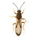 Ischnodemus brunnipennis - photo 3