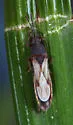 Ischnodemus brunnipennis - photo 4